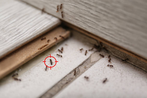 Best Pest Prevention Services  in Mercer, PA