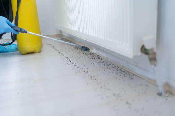 Best Wasp Removal Services  in Mercer, PA